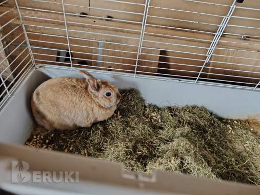 Кролик в дар. 0