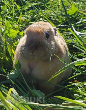 Кролик в дар. 1