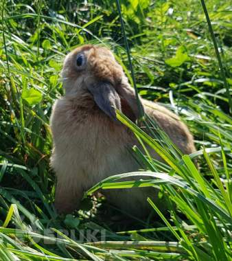 Кролик в дар. 2