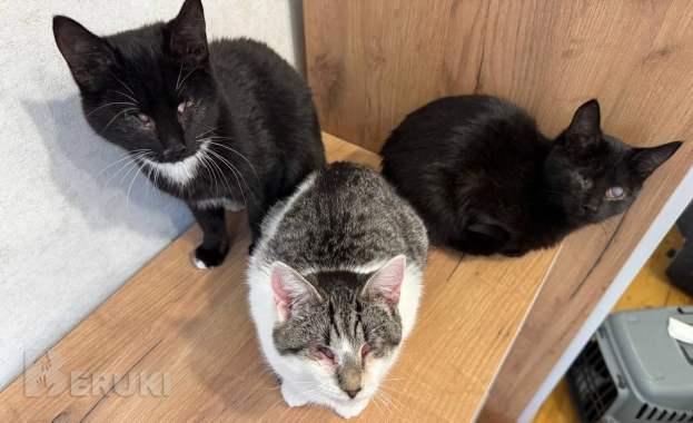 Приюту срочно нужна помощь 0