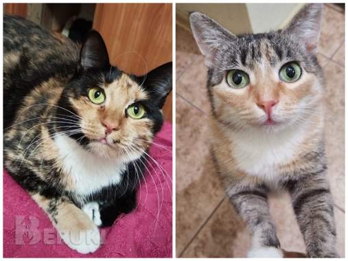 Приюту срочно нужна помощь 1