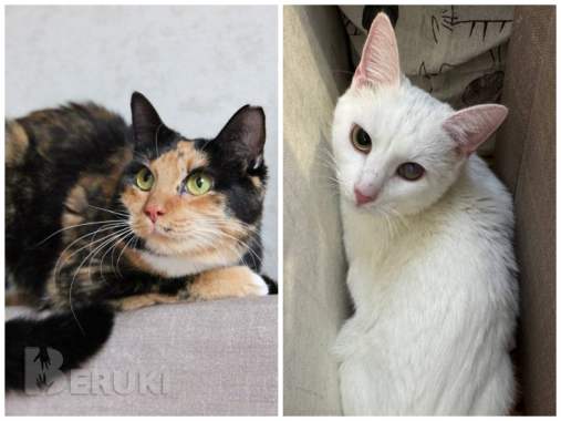 Приюту срочно нужна помощь 2