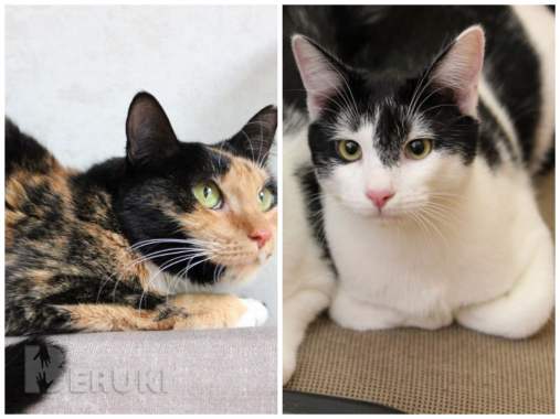 Приюту срочно нужна помощь 3