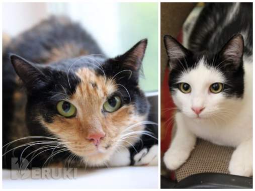 Приюту срочно нужна помощь 4