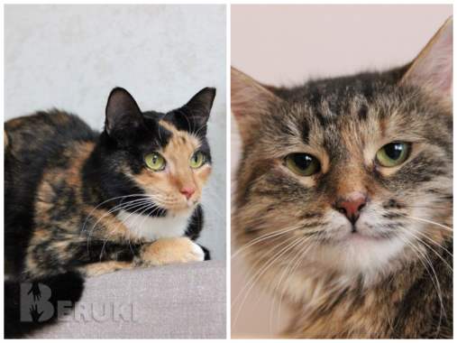 Приюту срочно нужна помощь 5