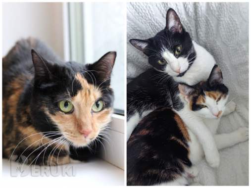 Приюту срочно нужна помощь 6