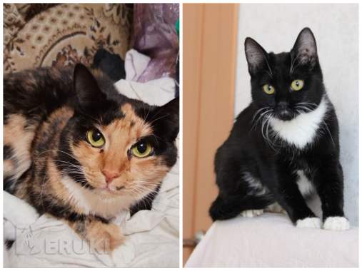 Приюту срочно нужна помощь 7