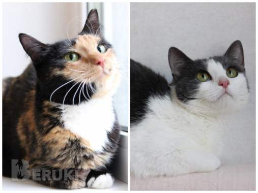 Приюту срочно нужна помощь 8