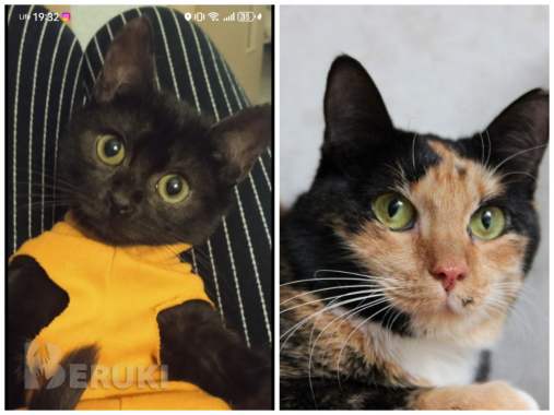 Приюту срочно нужна помощь 9