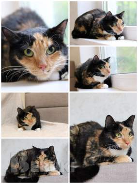 Лапушка два года ищет дом