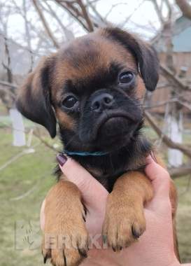 Щенки пти брабансона 0