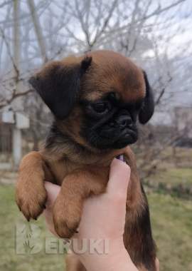 Щенки пти брабансона 1