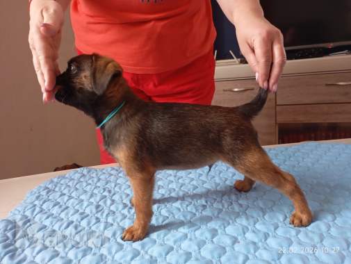 Щенки пти брабансона 2