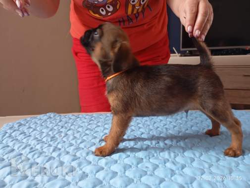 Щенки пти брабансона 3