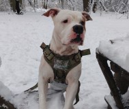 Вязка стаффоршидский терьер