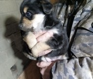 Щенки в дар с доставкой