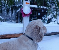 Кокер спаниель- отличный друг