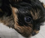 Мини йоркширский терьер