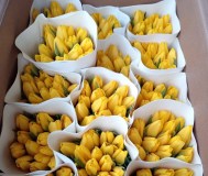 Тюльпаны оптом