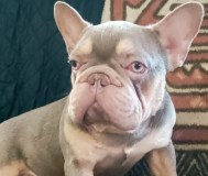 Вязка, французский бульдог бигроп изобелла тан