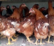 Продажа кур