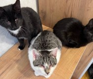 Приюту срочно нужна помощь