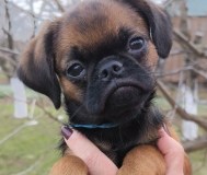 Щенки пти брабансона