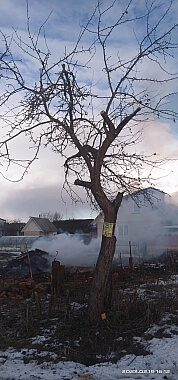 Расчистка участка вырубка деревьев 4