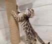 Бенгальские котята (девочка)