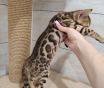 Бенгальские котята (девочка)