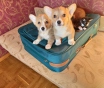 Щенки вельш корги пемброк