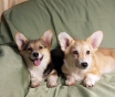 Щенки вельш корги пемброк