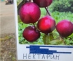 Саженцы продам