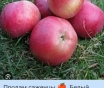 Саженцы продам