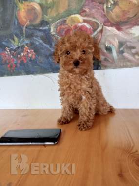 Той пудель. Щенки. 0