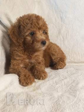 Той пудель. Щенки. 1