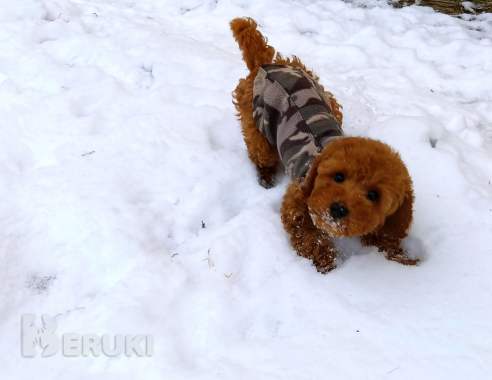 Той пудель. Щенки. 2