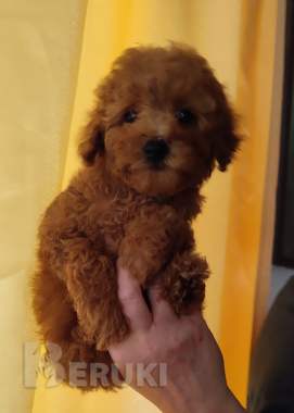 Той пудель. Щенки. 3