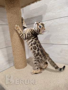 Бенгальские котята (девочка) 0