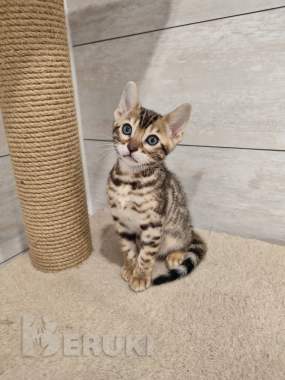 Бенгальские котята (девочка) 1