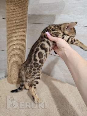 Бенгальские котята (девочка) 2