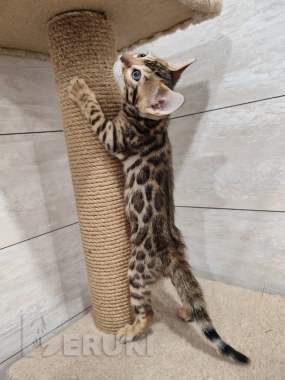 Бенгальские котята (девочка) 3