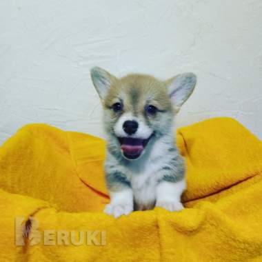 Щенки вельш корги пемброк 0