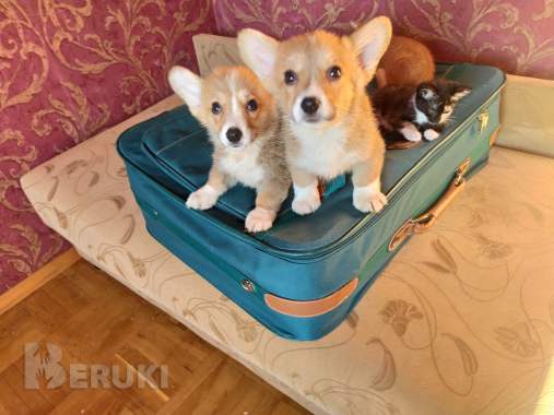 Щенки вельш корги пемброк 1