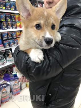 Щенки вельш корги пемброк 2