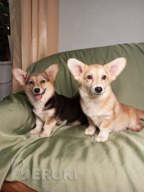 Щенки вельш корги пемброк 3