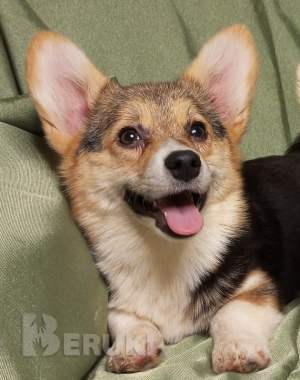 Щенки вельш корги пемброк 4