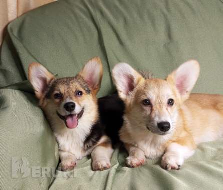 Щенки вельш корги пемброк 5