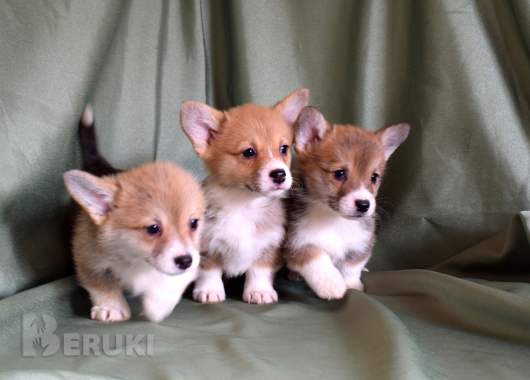 Щенки вельш корги пемброк 6