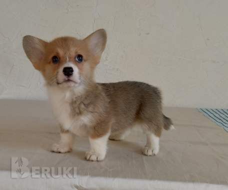 Щенки вельш корги пемброк 7